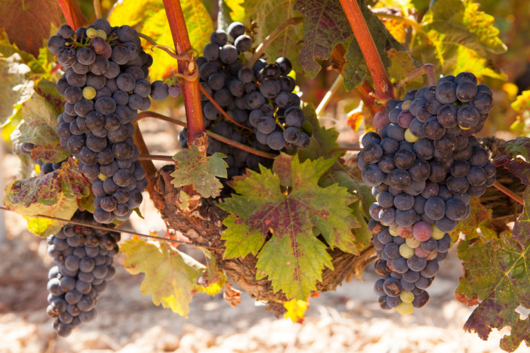 O' BRIENS SPANISH WINE TASTING