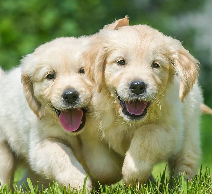 WIN A GIFT CARD FOR PETSTOP