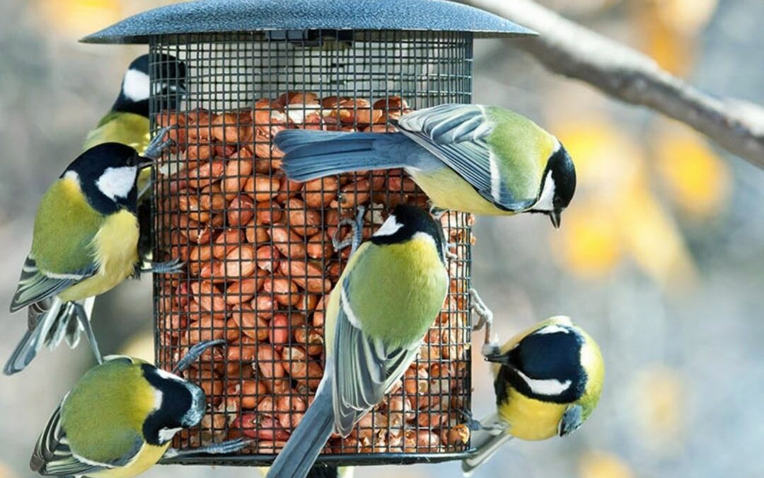 INVITE WILD NATIVE BIRDS TO YOUR GARDEN THIS SEASON WITH PETSTOP