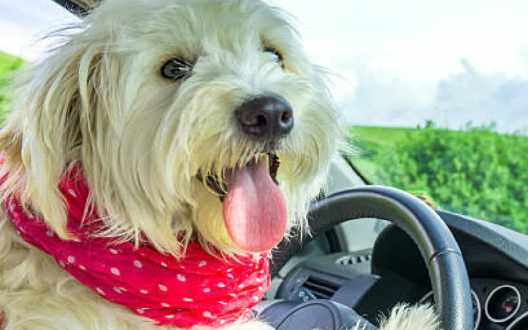 GET SET FOR YOUR NEXT ROAD TRIP AT PETSTOP