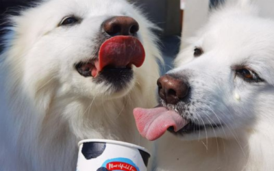 STAY COOL THIS SUMMER WITH PETSTOP
